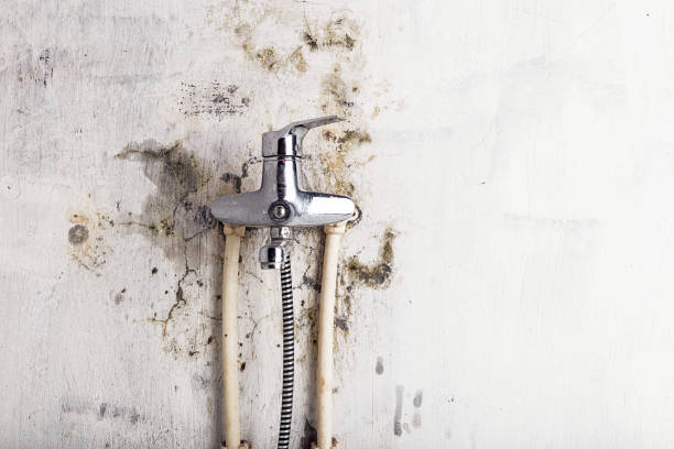 Best Mold Damage Repair  in Pleasant Run Farm, OH